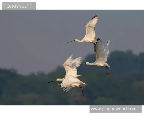 重庆极限运动队心理素质探讨：挑战自我与团队协作的心路历程